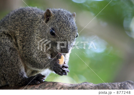 ピーナッツを両手で持つ 877248