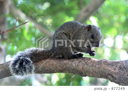 しっぽの可愛いシマリス 877249