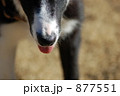 べ～っ！ 877551