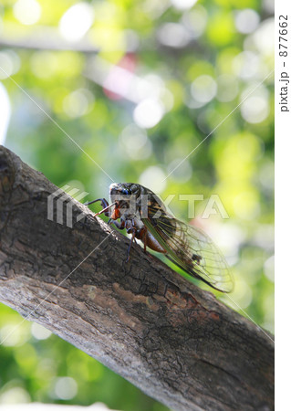 リュウキュウアブラゼミ 877662