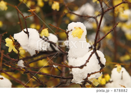 雪と蝋梅2008 878882