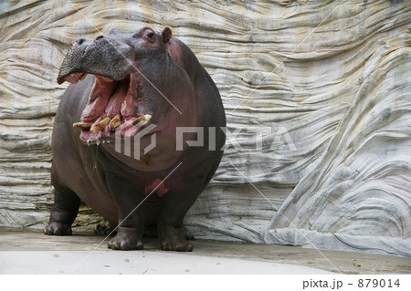 かばの大あくび 879014