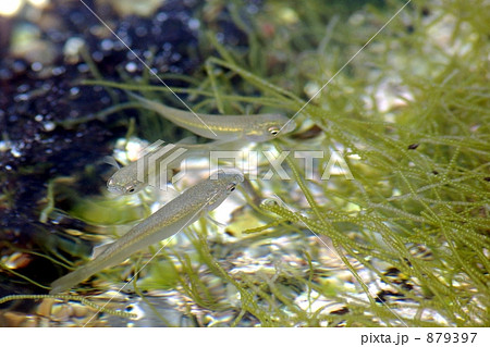 タナゴの稚魚の写真素材