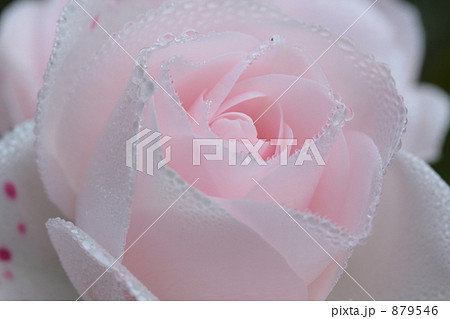 朝露輝く薔薇 879546