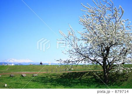 スモモと大雪山 879714