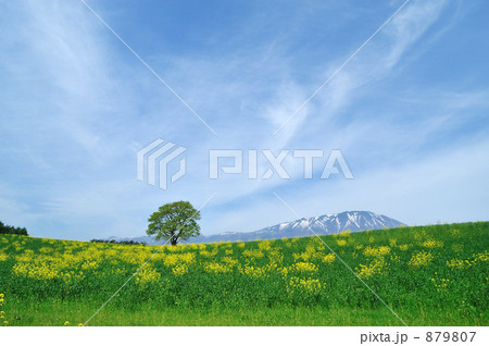 小岩井一本桜 小岩井一本桜 879807