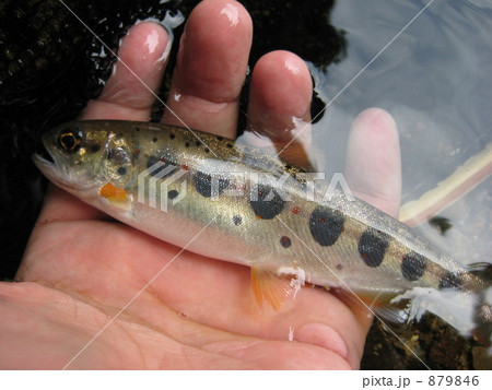 渓流魚 渓流魚 879846