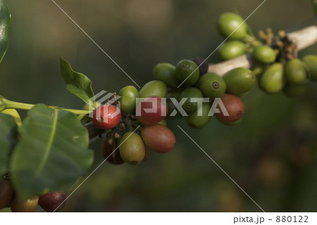 コーヒーの実 880122
