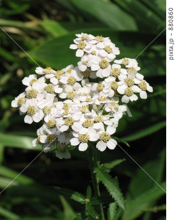 ノコギリソウ 880860