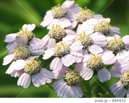 ノコギリソウ 880920