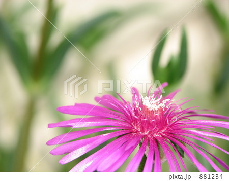 マツバギク　クローズアップ 881234