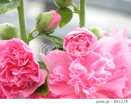 ピンクのタチアオイ ピンクのタチアオイ 881278