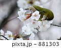 桜の蜜を飲むメジロ 881303