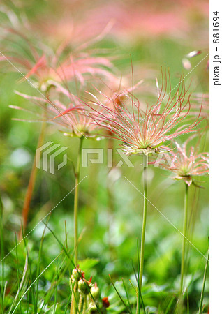 チングルマ 881694