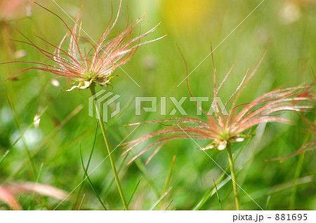 チングルマ 881695