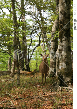 野生のシカ 882066