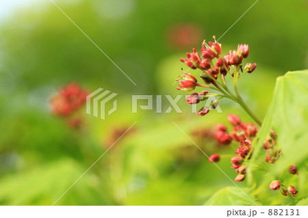 オオイタヤメイゲツの花 882131