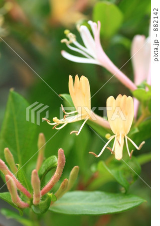 キンギンカの花 882142