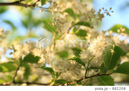 日に透けるコバノトネリコの花 日に透けるコバノトネリコの花 882208