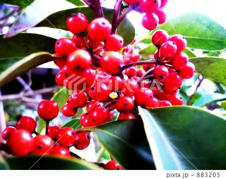 ポップな木の実 883205