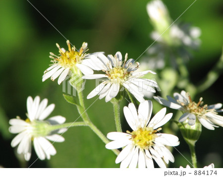 エゾゴマナ 884174