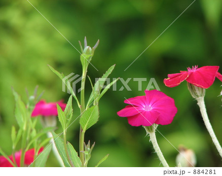 スイセンノウ（フランネルソウ） 884281