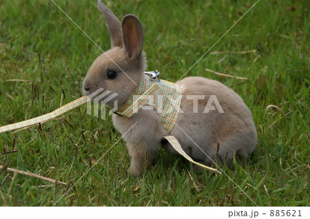 ミニレッキスのさんぽの写真素材 5621