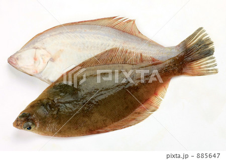 メイタガレイ 885647