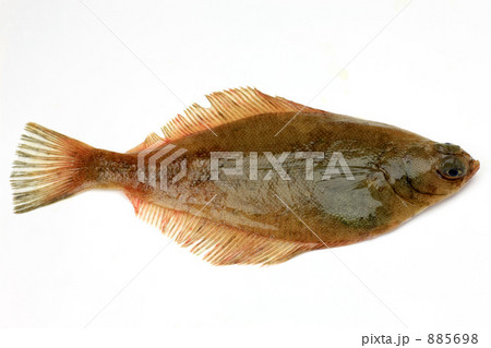 メイタガレイ メイタガレイ 885698