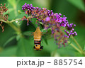オオスカシバの訪花 オオスカシバの訪花 885754