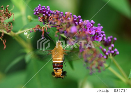 オオスカシバの訪花 オオスカシバの訪花 885754