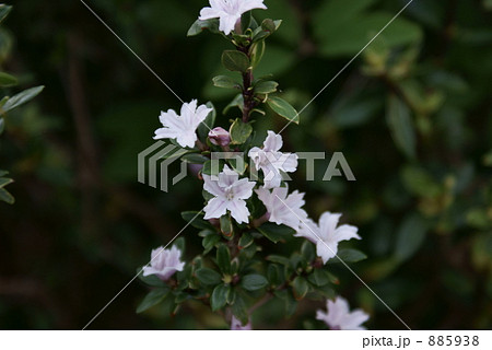 白丁花 ハクチョウゲの写真素材 5938