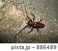 アオスジカミキリ 886489