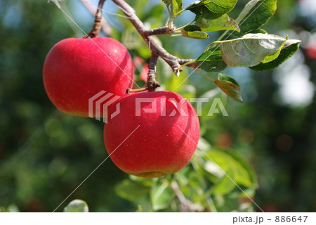 さんさ さんさ 886647