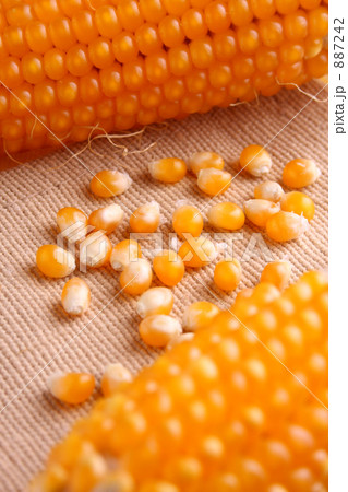 とうもろこし粒アップ とうもろこし粒アップ 887242