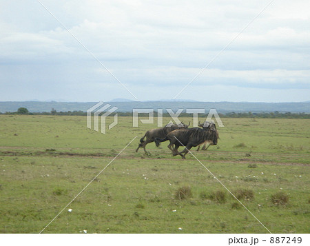 疾走バッファローINマサイマラ 887249