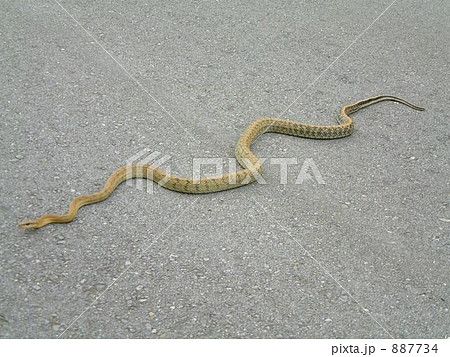 舗道を渡るサキシマスジオウ 887734