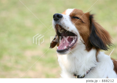 コーイケルホンディエ コーイケルホンディエ 888212