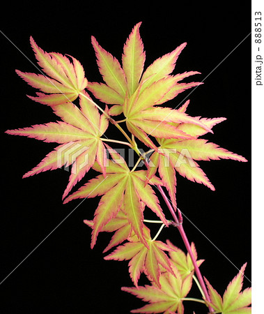 ヤマモミジ（珊瑚閣） 888513