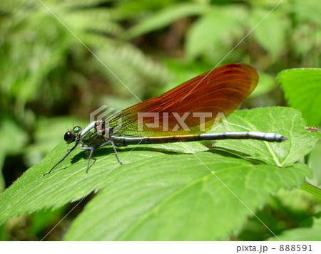 イトトンボ 888591