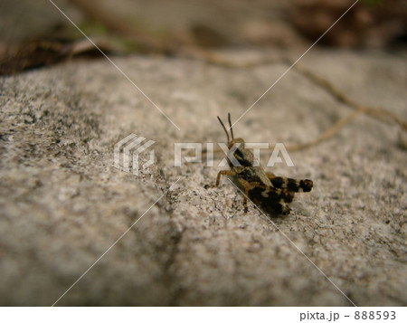小さいバッタ 小さいバッタ 888593