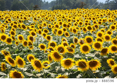 一面のひまわり 888596
