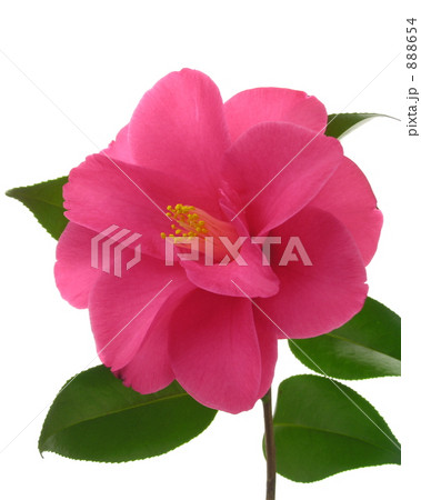 ツバキ（天女の舞） 888654