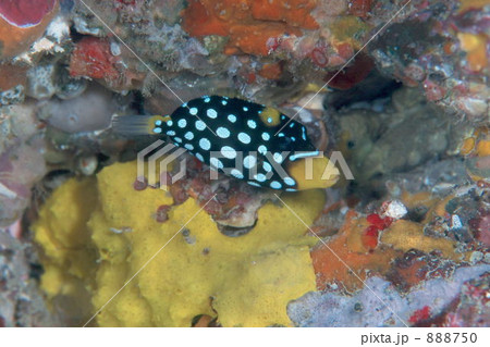 モンガラカワハギの幼魚 888750