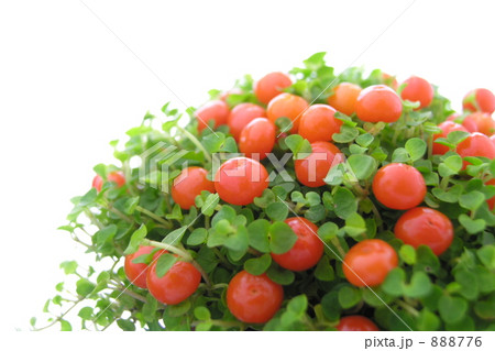 コケサンゴ コケサンゴ 888776