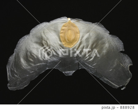 アルソミトラ・マクロカルパ アルソミトラ・マクロカルパ 888928