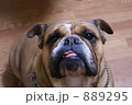 ブルドッグ 889295