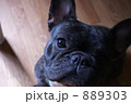 フレンチブルドック 889303