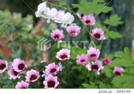 春の花 春の花 889346