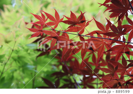 紅葉 紅葉 889599